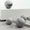 Pomello DR101 | Marmo | Super White